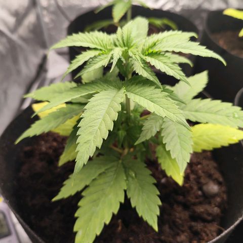 Critical mass fast growlog timeline photo