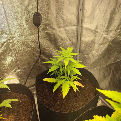Critical mass fast growlog timeline photo