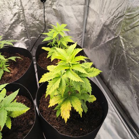 Critical mass fast growlog timeline photo