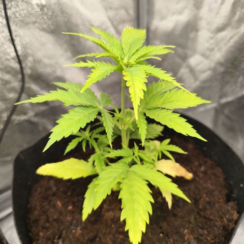 Critical mass fast growlog timeline photo
