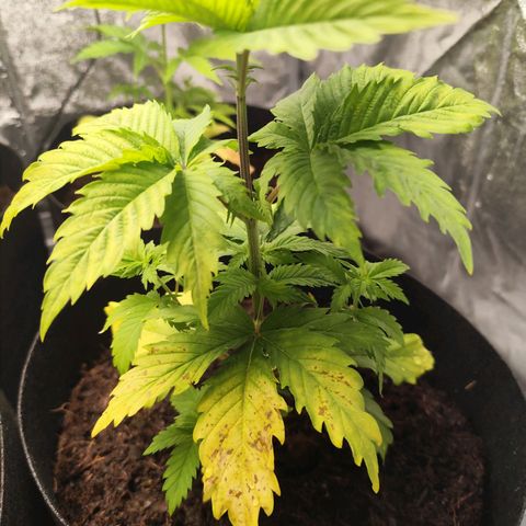 Critical mass fast growlog timeline photo