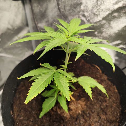 Critical mass fast growlog timeline photo