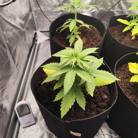 Critical mass fast growlog timeline photo