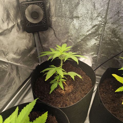 Critical mass fast growlog timeline photo