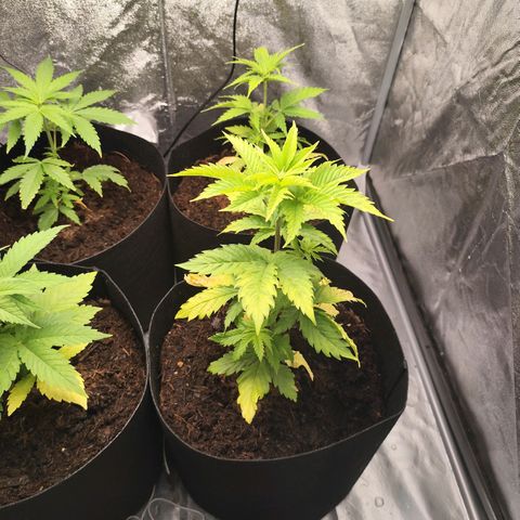 Critical mass fast growlog timeline photo