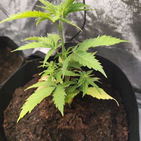Critical mass fast growlog timeline photo