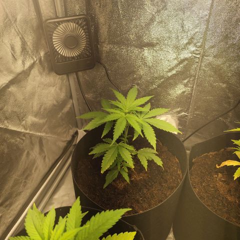 Critical mass fast growlog timeline photo