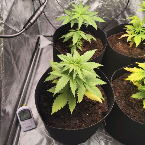 Critical mass fast growlog timeline photo