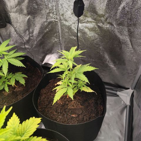 Critical mass fast growlog timeline photo