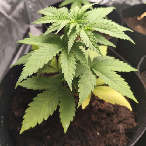 Critical mass fast growlog timeline photo