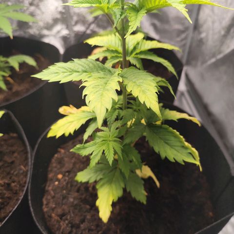 Critical mass fast growlog timeline photo