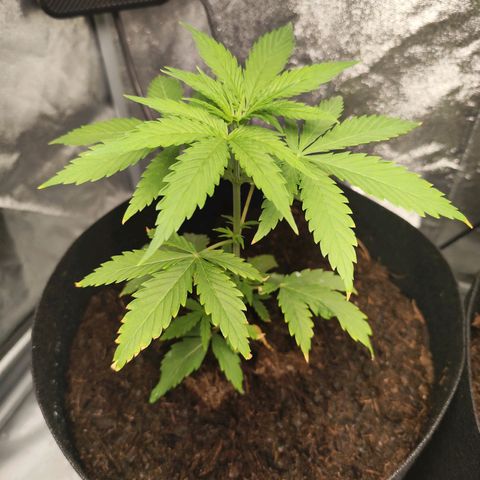 Critical mass fast growlog timeline photo