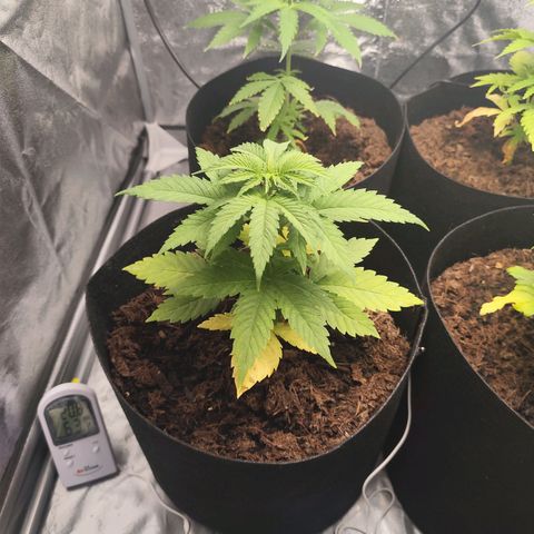 Critical mass fast growlog timeline photo