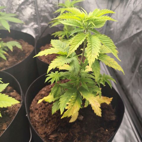 Critical mass fast growlog timeline photo