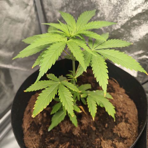Critical mass fast growlog timeline photo