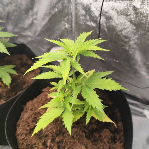 Critical mass fast growlog timeline photo