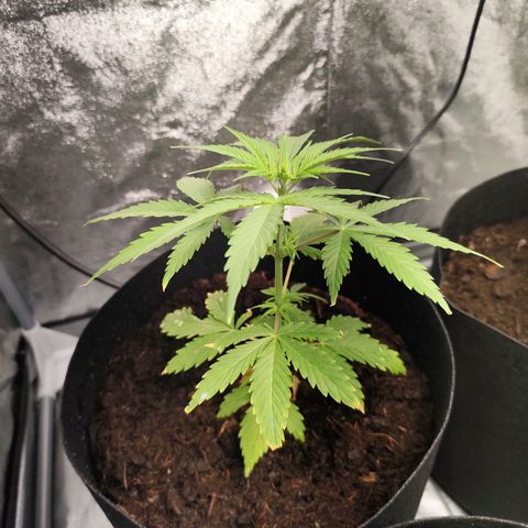 Critical mass fast growlog timeline photo