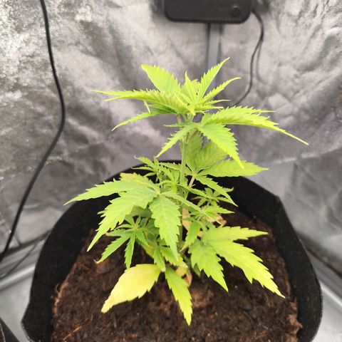 Critical mass fast growlog timeline photo