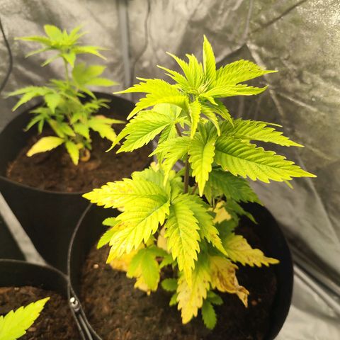 Critical mass fast growlog timeline photo