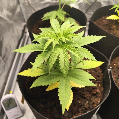 Critical mass fast growlog timeline photo