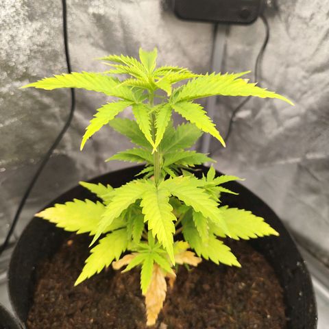Critical mass fast growlog timeline photo
