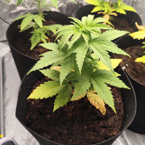 Critical mass fast growlog timeline photo