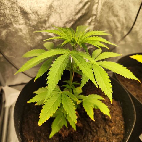 Critical mass fast growlog timeline photo