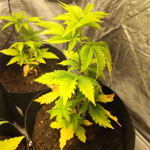 Critical mass fast growlog timeline photo