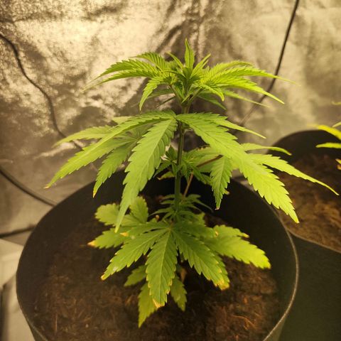 Critical mass fast growlog timeline photo
