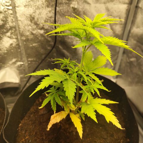 Critical mass fast growlog timeline photo