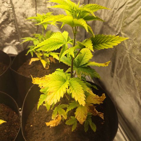 Critical mass fast growlog timeline photo