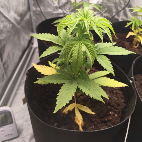 Critical mass fast growlog timeline photo