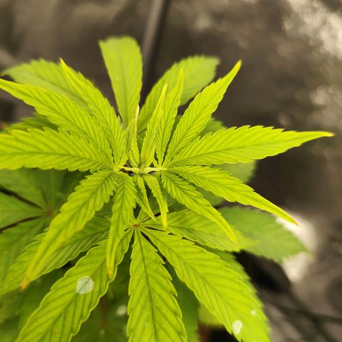 Critical mass fast growlog timeline photo