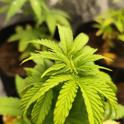 Critical mass fast growlog timeline photo