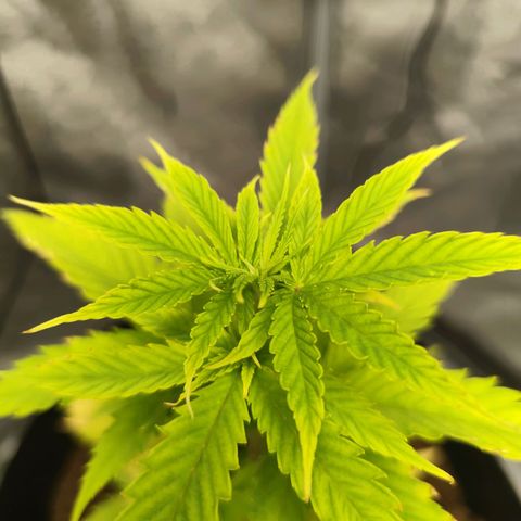 Critical mass fast growlog timeline photo