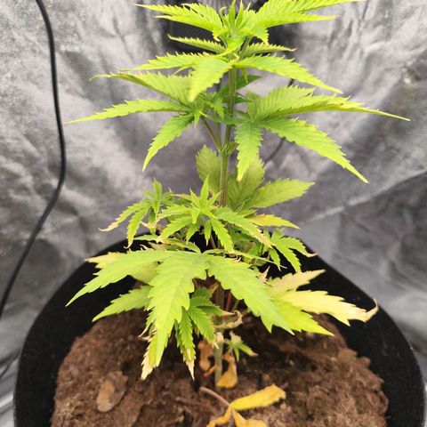 Critical mass fast growlog timeline photo