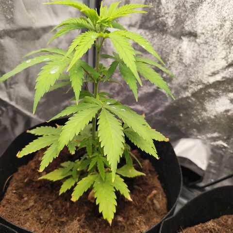 Critical mass fast growlog timeline photo