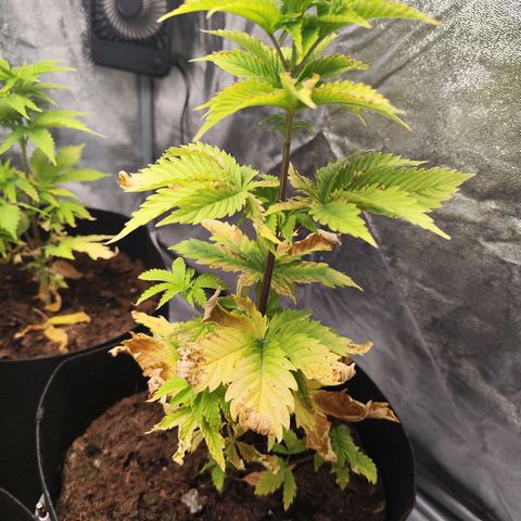 Critical mass fast growlog timeline photo