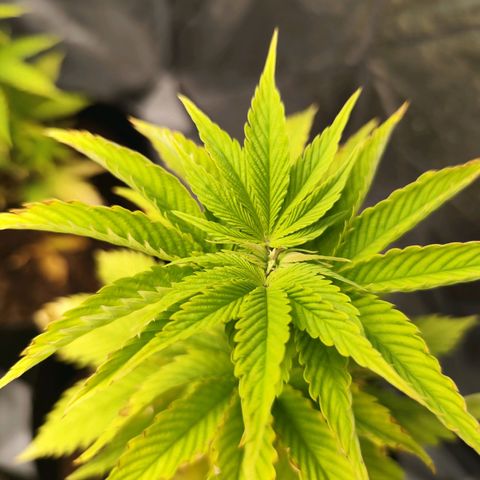 Critical mass fast growlog timeline photo