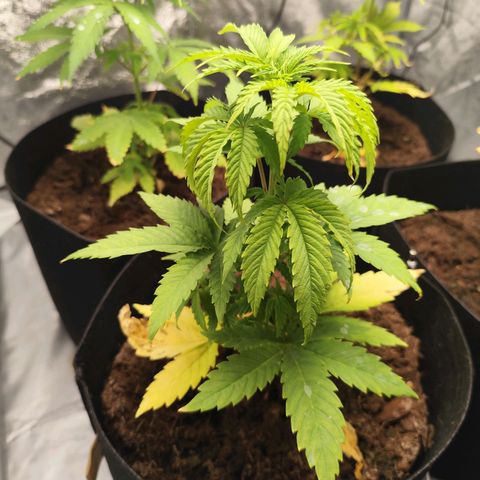 Critical mass fast growlog timeline photo