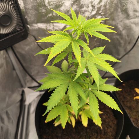 Critical mass fast growlog timeline photo