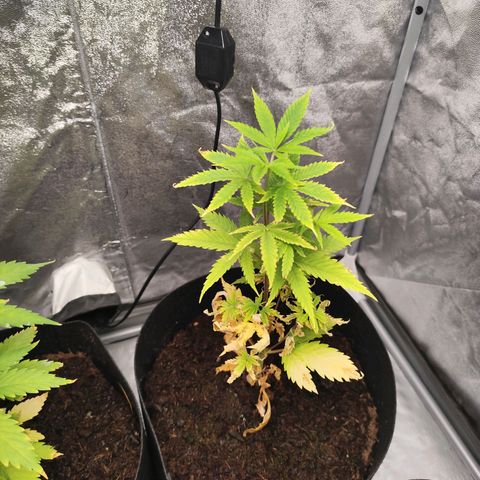 Critical mass fast growlog timeline photo