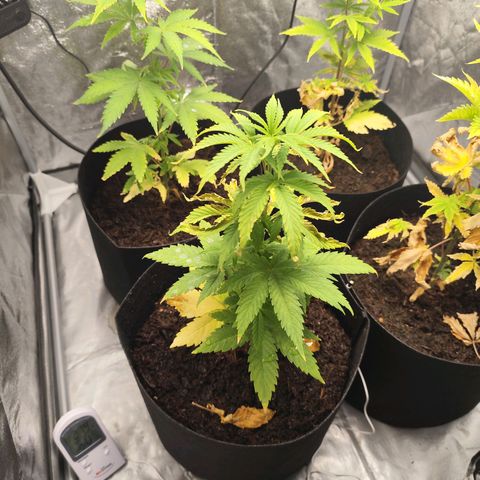 Critical mass fast growlog timeline photo