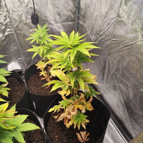 Critical mass fast growlog timeline photo