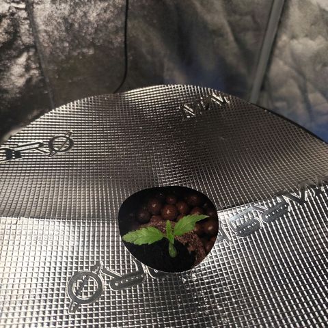 Lemon Haze Auto growlog timeline photo