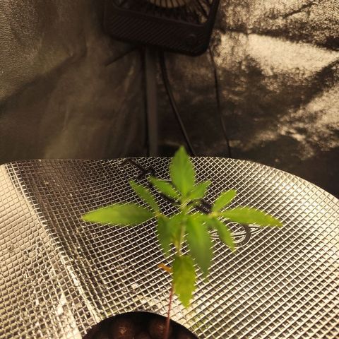 Lemon Haze Auto growlog timeline photo