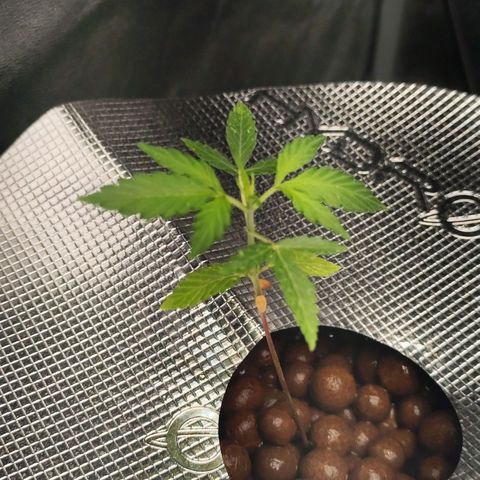 Lemon Haze Auto growlog timeline photo