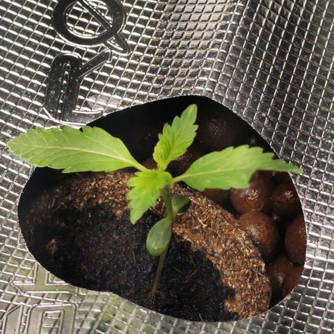 Lemon Haze Auto growlog timeline photo