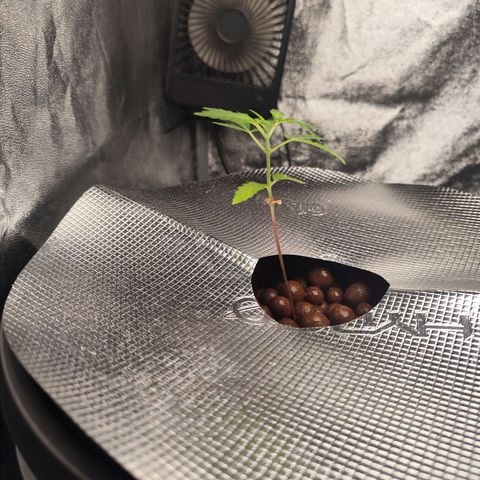 Lemon Haze Auto growlog timeline photo