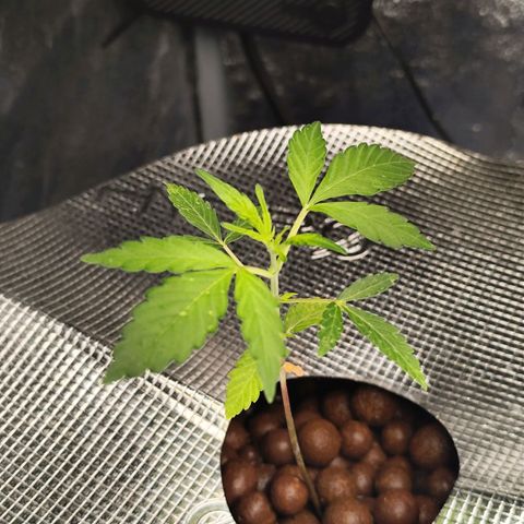 Lemon Haze Auto growlog timeline photo